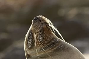 Images Dated 16th April 2005: Galapagos Sea Lion, San Cristobal island. Galapagos