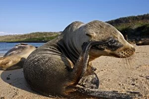 Images Dated 17th May 2008: Galapagos Sea Lion - Santa Fe Island - Galapagos Islands