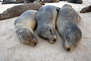 Galapagos Sea Lion - Santa Fe Island - Galapagos Islands