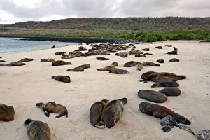 Galapagos Sea Lion - Santa Fe Island - Galapagos Islands