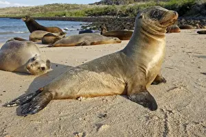 Galapagos Sea Lion - Santa Fe Island - Galapagos Islands