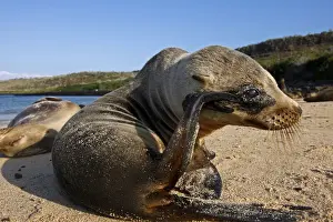 Galapagos Sea Lion - Santa Fe Island - Galapagos Islands