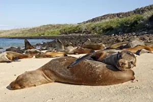 Galapagos Sea Lion - Santa Fe Island - Galapagos Islands