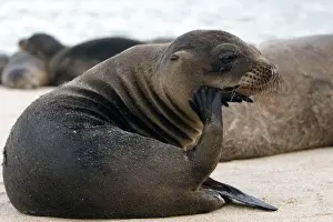 Galapagos Sea Lion - Santa Fe Island - Galapagos Islands