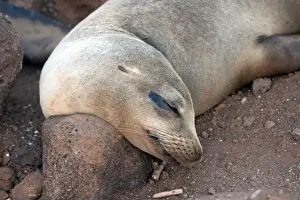 Galapagos Sea Lion - Seymour Island - Galapagos Islands