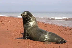 Galapagos Sea Lion - On the shore, Rabida island. Galapagos