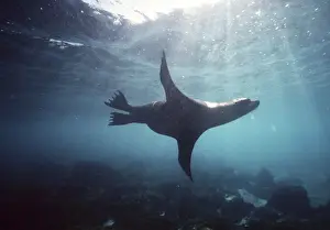 Marine Prints: Galapagos Sea Lion - swimming underwater AU-722