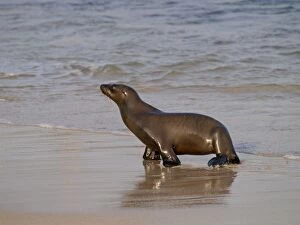 Images Dated 23rd September 2010: Galapagos Sea Lion - walking on beach - Galapagos - Ecuador