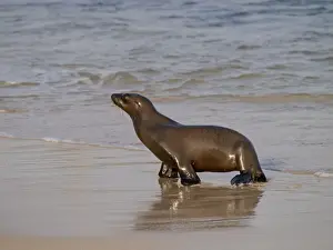 Galapagos Sea Lion - walking on beach - Galapagos - Ecuador