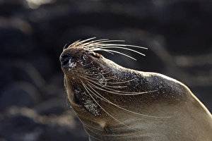 Galapagos Sealion
