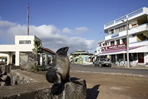 Human Encroachment Prints: Galapagos Sealion Baquerizo Moreno - captital of the Galapagos - San Cristobal island