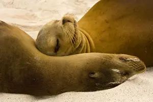 Galapagos Sealion - on the beach, Galapagos