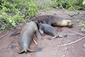 Galapagos Sealion - Female with 2 young (one year difference) Galapagos Sealion - Female with 2 young (one year difference)