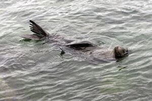 Galapagos Sealion - floating in sea