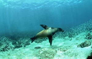 Galapagos Sealion - hunting fish