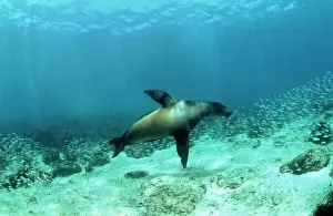 Seabed Prints: Galapagos Sealion - hunting fish Galapagos Islands