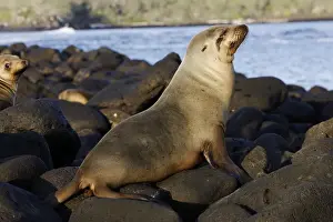 Galapagos Sealion. Lobos Island - Galapagos