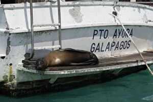 Galapagos Sealion - lying on edge of boat