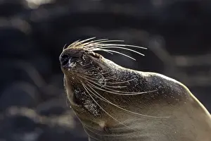 Galapagos Sealion. San Cristobal island - Galapagos