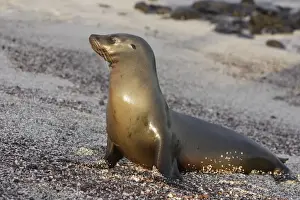 Galapagos Sealion. San Cristobal island - Galapagos