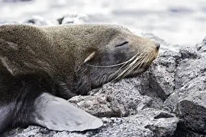 Galapagos Sealion. Seymour island - Galapagos