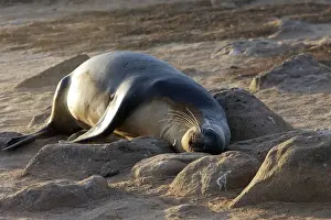 Galapagos Sealion. Seymour island - Galapagos