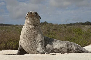 Images Dated 26th January 2011: Galapagos Sealion (Zalophus wollebaeki)