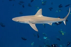 Images Dated 18th June 2010: Galapagos Shark (Carcharhinus galapagensis)