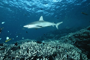 Images Dated 22nd March 2005: Galapagos Shark Distribution: Pacific Ocean, Coco Islands, Galapagos Islands