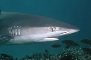 Curiosity Prints: Galapagos Shark - These sharks are inquisitive and will swim close to divers