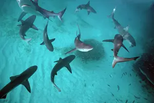 Shark Prints: Galapagos Sharks - Many sharks congregate in the lagoon for tourist feeding