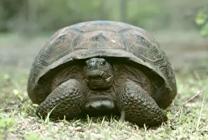 Galapagos Tortoise FG 5437 Volcanoe Alcedo Geochelone elephantopus vandenburghi © Francois Gohier / ARDEA LONDON