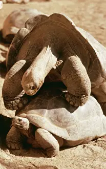 Couples Prints: Galapagos Tortoise KF 5154 Copulating geochelone elephantopus © Kenneth Fink / ARDEA LONDON