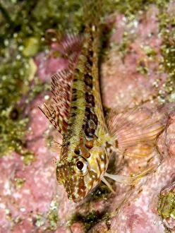 Images Dated 22nd August 2012: Galapagos Triplefin Blenny