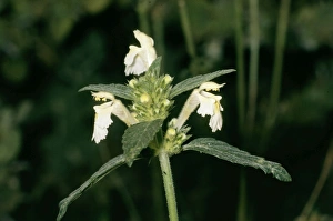 Images Dated 7th July 2004: Galeopsis segetum