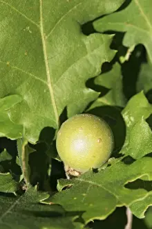 Gall - on. Nesque gorges - Vaucluse - PACA - France