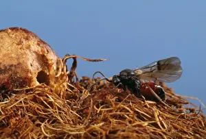 Wasps Prints: Gall Wasp - adult leaving gall on wild rose plant - Europe