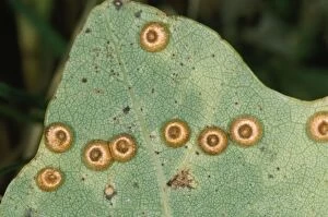 Gall-wasp - Silk Button Spangle Galls on Oak