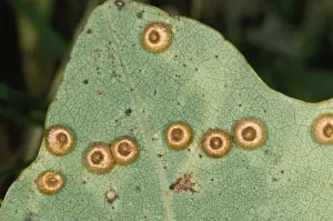 Leafs Prints: Gall-wasp - Silk Button Spangle Galls on Oak