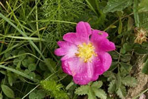 Images Dated 16th June 2008: Gallic Rose or Rose of Provence ( Rosa gallica); also known as the 'Red Rose of Lancaster'