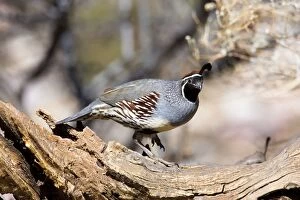 Images Dated 26th February 2007: Gambel's Quail