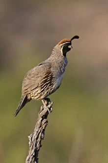 Images Dated 2nd July 2007: Gambel's Quail