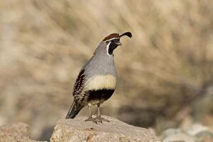 Images Dated 17th March 2010: Gambel's Quail - adult male