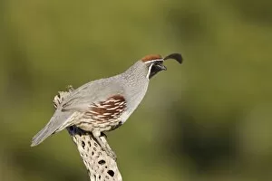 Images Dated 17th March 2010: Gambel's Quail - adult male