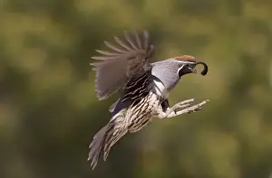 Gamebird Prints: Gambel's Quail - adult male in flight - March - Southeast Arizona - March - USA