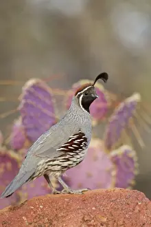 Quail Prints: Gambel's Quail - adult male - March - Southeast Arizona - March - USA
