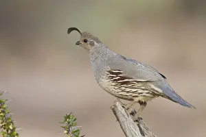 Gambel's Quail - adult male - March - Southeast Arizona - March - USA