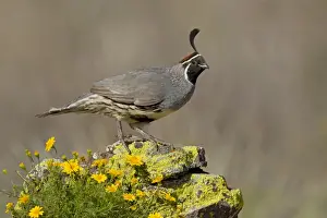 Gambel's Quail - adult male - March - Southeast Arizona - March - USA