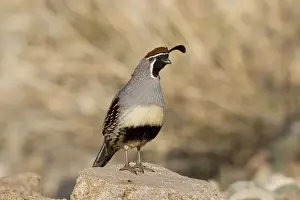 Gambel's Quail - adult male - March - Southeast Arizona - March - USA