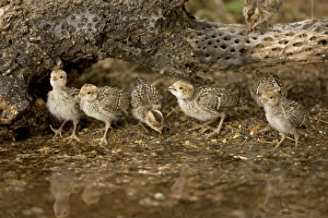 Images Dated 22nd May 2008: Gambel's Quail - Babies drinking from temporary pool- Arizona - USA